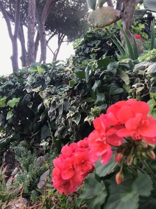 Villa Barabarca Capoliveri  Dış mekan fotoğraf